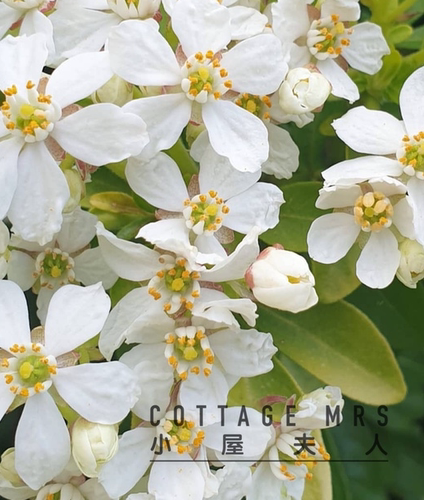 墨西哥橙花  芳香植物 清香盆栽灌木花园阳台庭院易养护植物