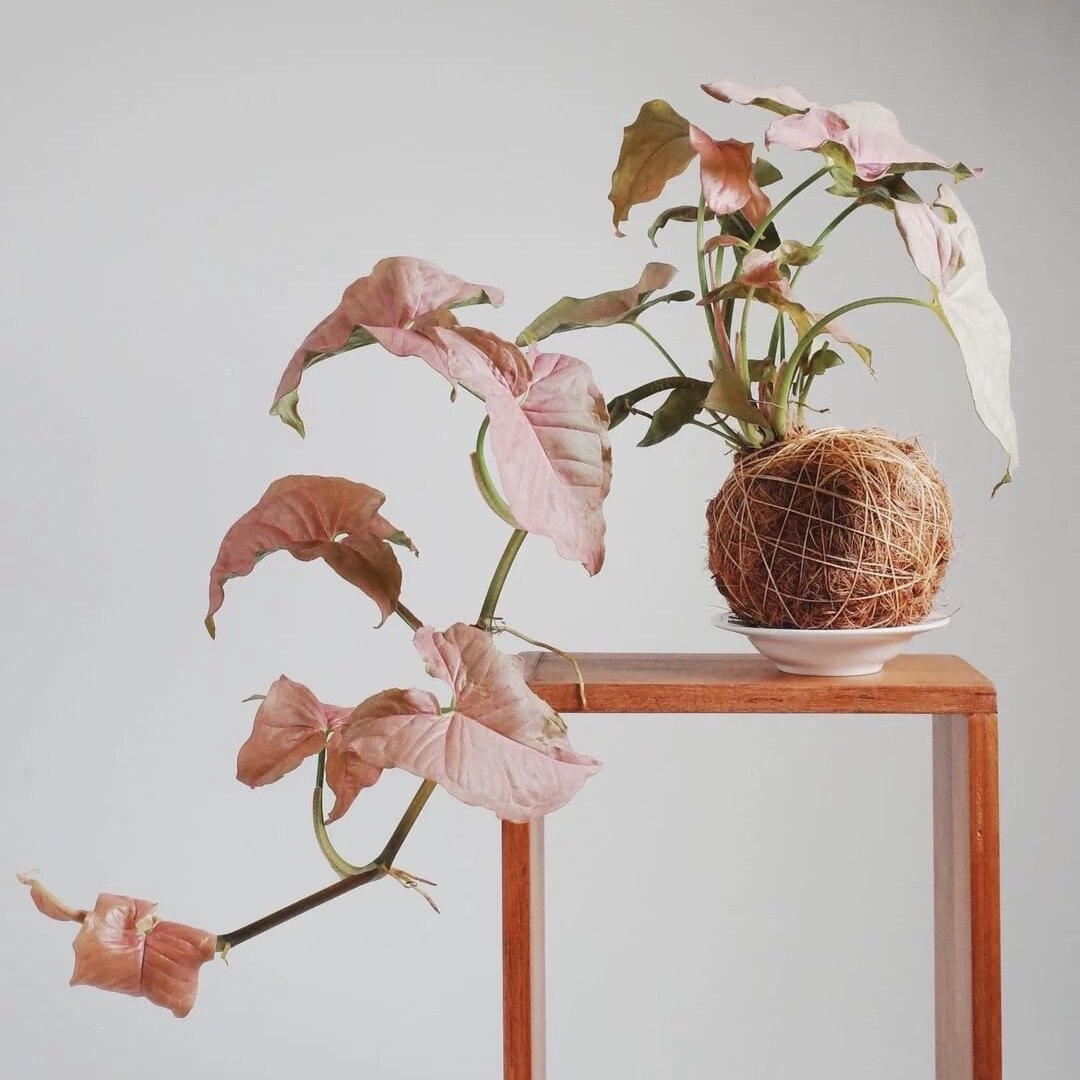 粉色恋人ins四季水培植物合果芋