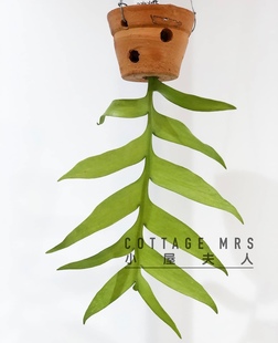 耐荫稀有昙花昆布孔雀观叶观花盆栽昙叶 羽叶稀奇趣味丝苇属品种