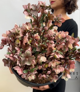 焦糖铁筷子盆栽冬季开花庭院耐寒 复古色系 圣诞玫瑰带花苞绿植