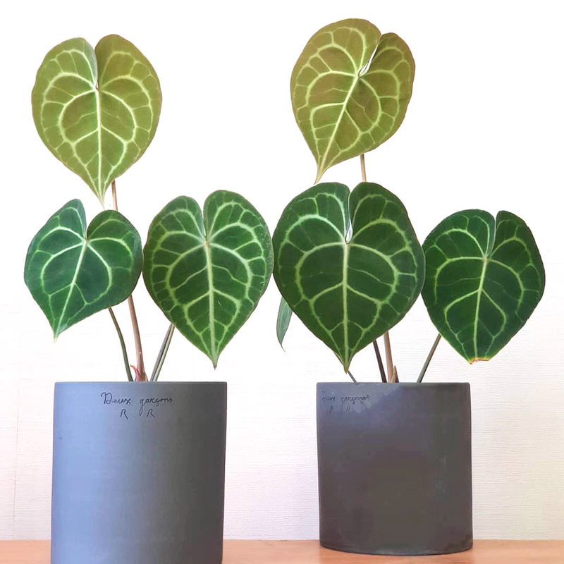 小屋夫人克莱恩热植水晶花烛