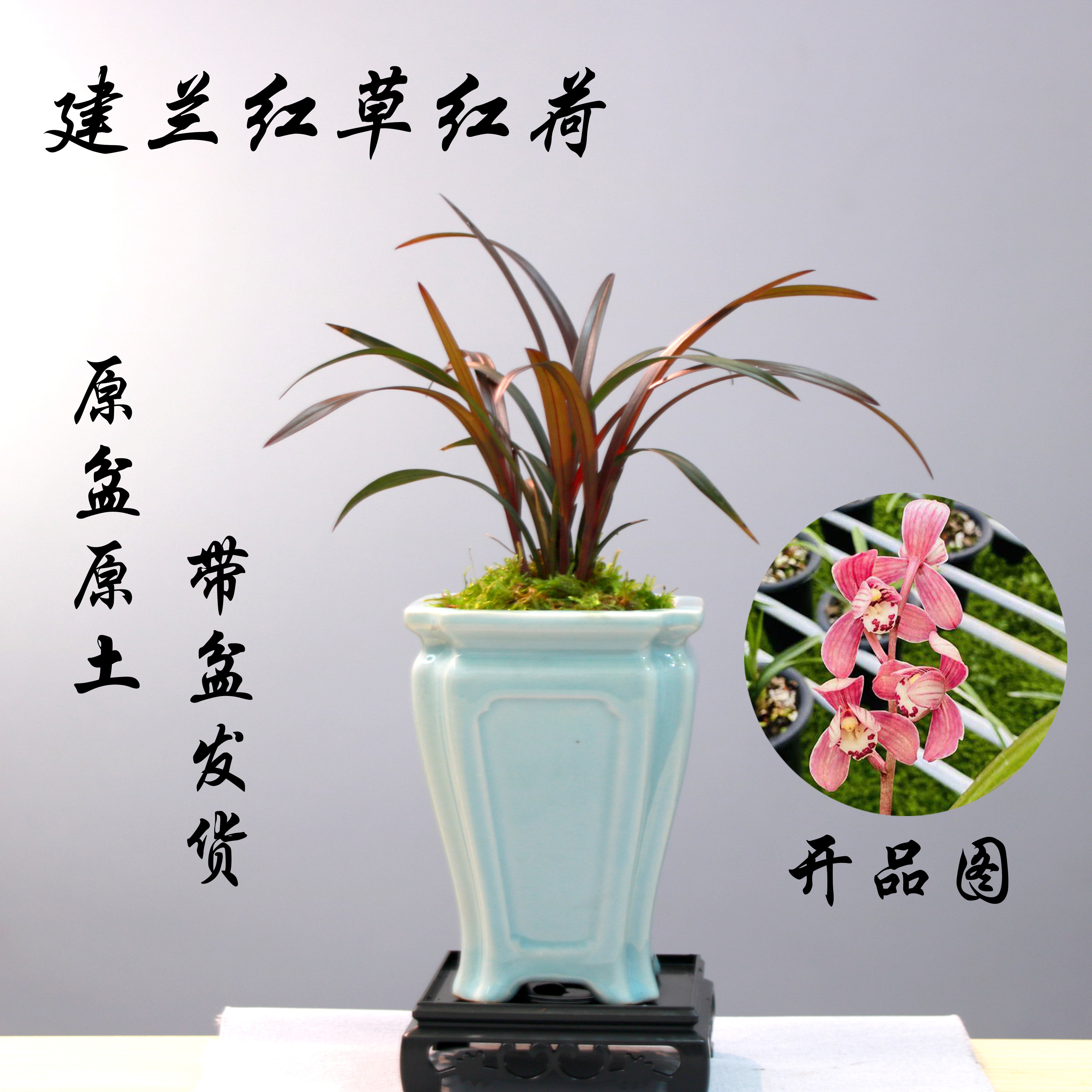 建兰红草红荷网红小红草办公室客厅盆栽绿植易养带盆发货
