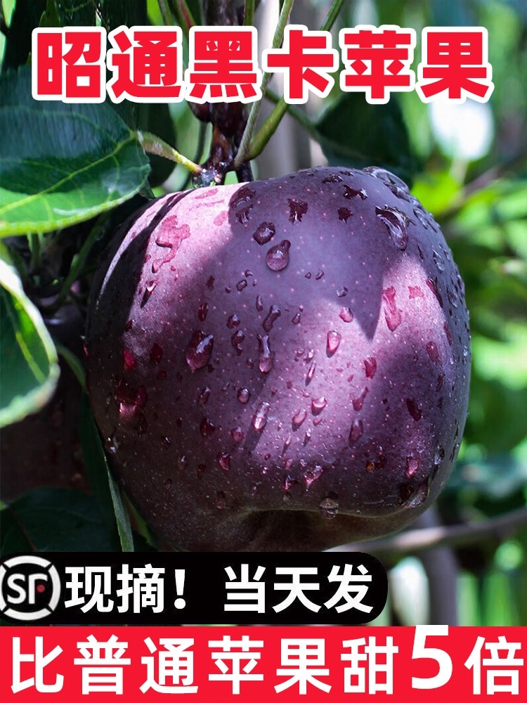 云南昭通黑卡苹果黑钻苹果黑色苹果脆甜苹果水果当季整箱10斤包邮