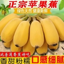 包邮 水果香蕉苹果蕉小米蕉海南芭蕉10斤整箱 正宗苹果粉蕉新鲜当季