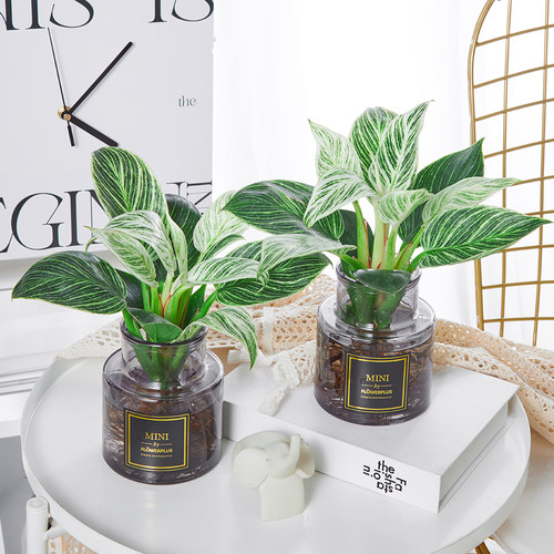 铂金钻植物盆栽水培植物