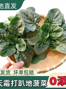 河南新鲜趴地菠菜现挖矮脚红根霜冻厚叶菠菜农家自种新鲜大叶蔬菜