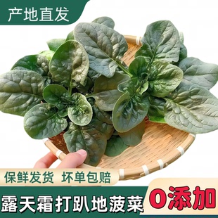 河南新鲜趴地菠菜现挖矮脚红根霜冻厚叶菠菜农家自种新鲜大叶蔬菜