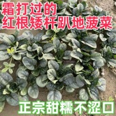新鲜露天菠菜新鲜霜冻矮脚趴地菠菜红根土菠菜现挖现发 地头价