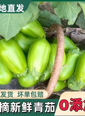 河南老家特产绿茄子现摘现发农家自种绿色蔬菜青茄子
