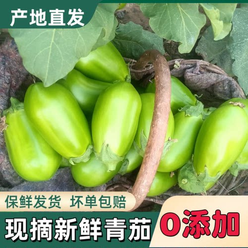 河南老家特产绿茄子现摘现发农家自种绿色蔬菜青茄子