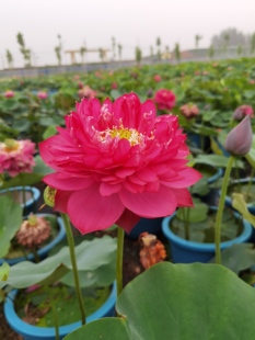 【娇红】种藕潍坊荷苑大型荷花品种盆栽荷花水生花卉水景绿化