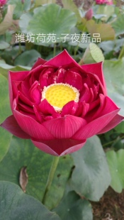 【子夜新品】种藕潍坊荷苑大型荷花品种盆栽荷花水生花卉水景绿化