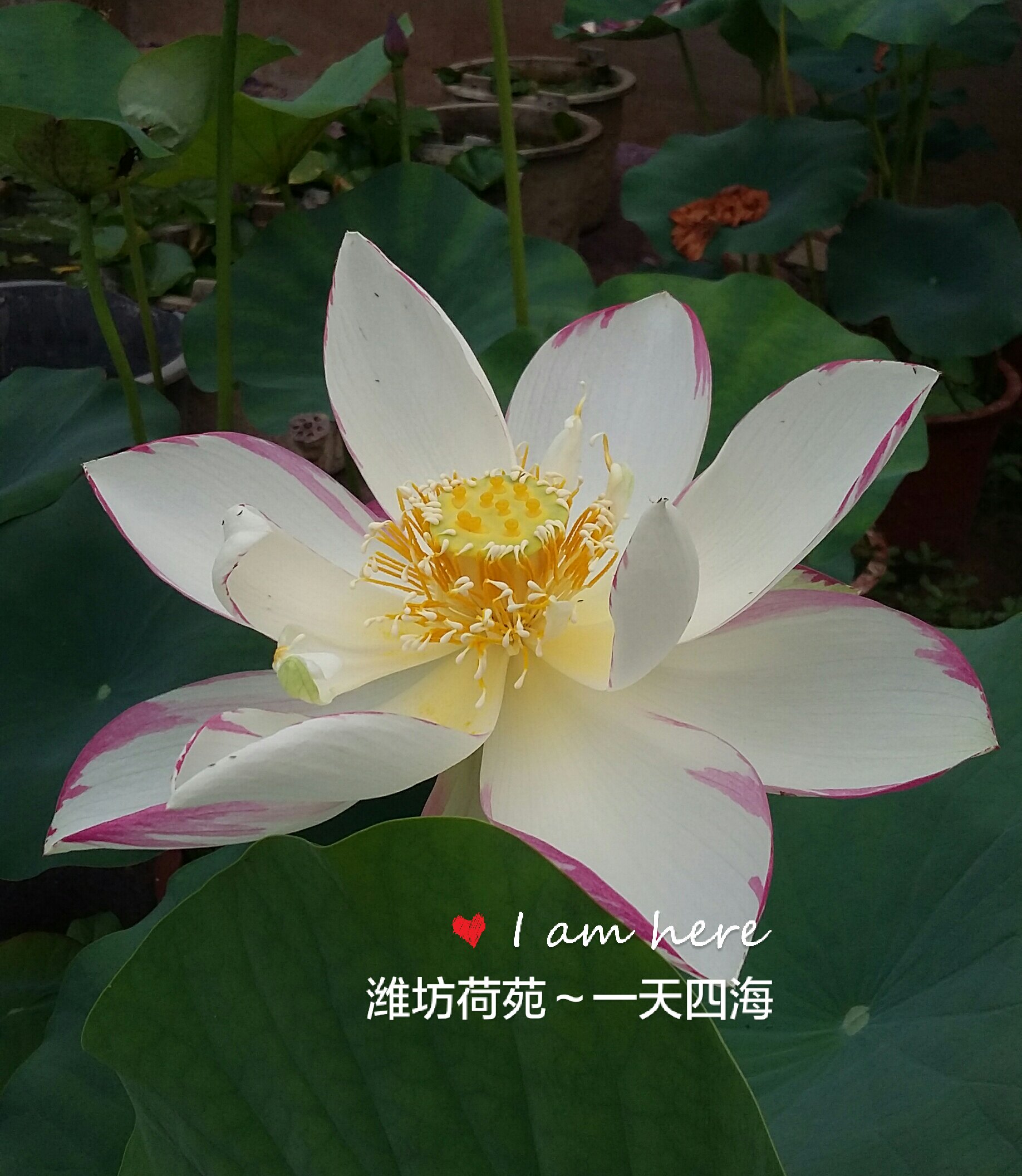 【一天四海】 种藕潍坊荷苑大型荷花品种盆栽荷花水生花卉