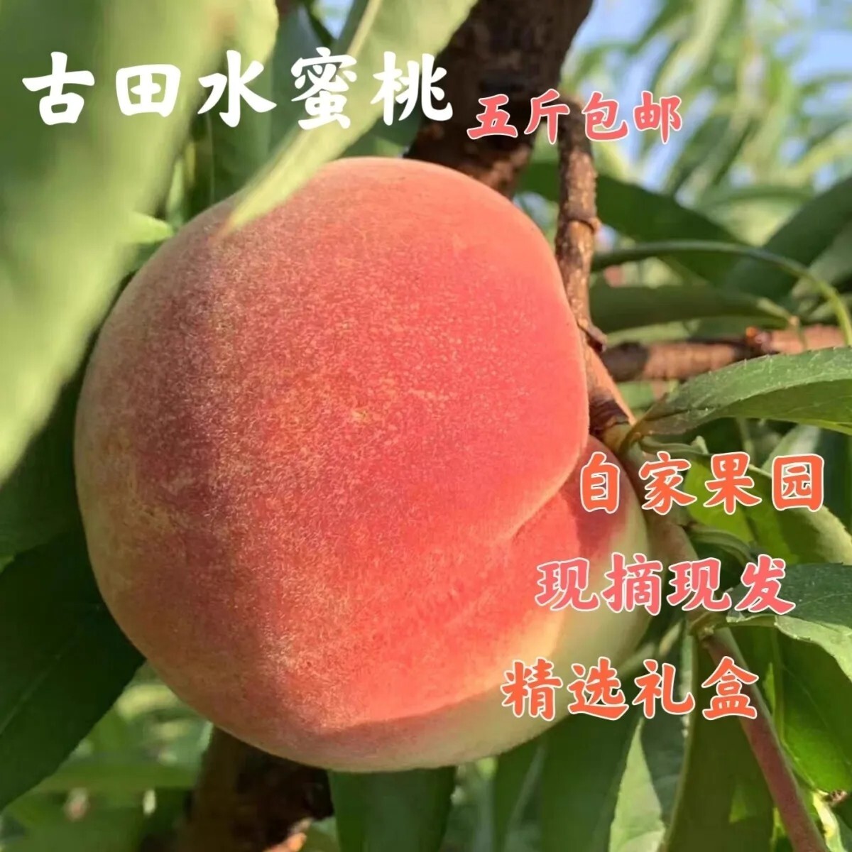 古田水蜜桃福建朝霞水蜜桃果园现摘现发香甜可口礼盒包装孕妇小孩