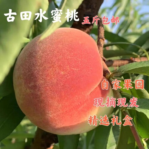 古田水蜜桃福建朝霞水蜜桃果园现摘现发香甜可口礼盒包装孕妇小孩