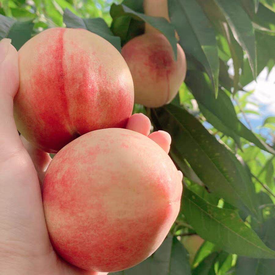 古田水蜜桃福建朝霞水蜜桃果园现摘现发香甜可口礼盒包装孕妇小孩