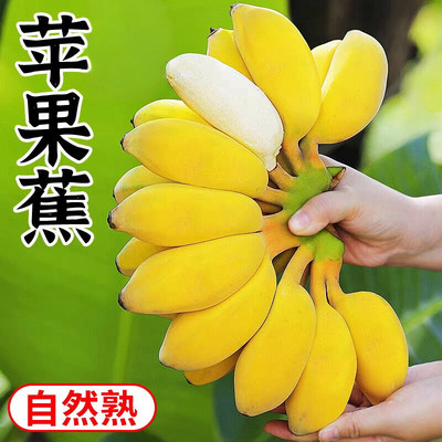 广西苹果蕉粉蕉香蕉新鲜水果