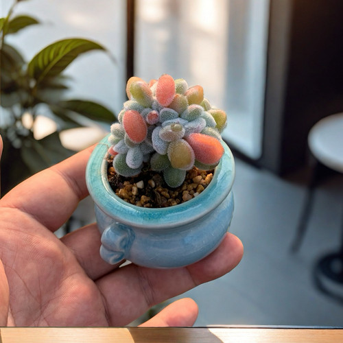 精品带盆栽好迷你多肉小盆栽办公室内阳台多肉植物花盆花卉绿植