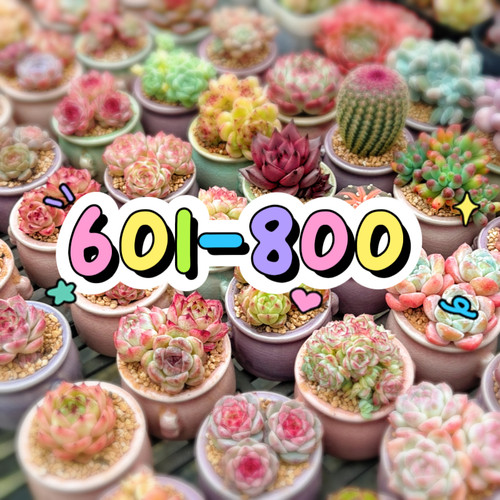 601-800两单包邮偏远除外