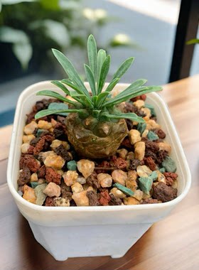 小菠萝多肉植物肉新手控养精品名贵室内盆栽肉肉超萌名贵迷你盆栽