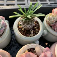 Thumb Succulent Premium, rare and precious, mini potted plant with succulent plant, small old stem green plant thumbnail 2
