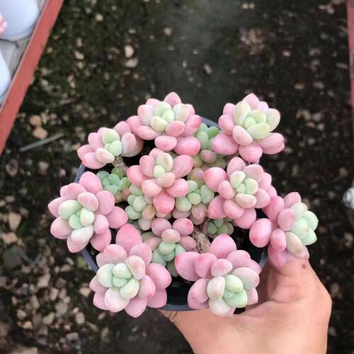 鱼子酱懒人老桩大颗新手好养多肉稀有品种名贵多肉植物室内盆栽