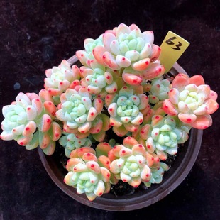 罗琦劳尔奶酪老桩大颗新手好养多肉稀有品种名贵多肉植物室内盆栽