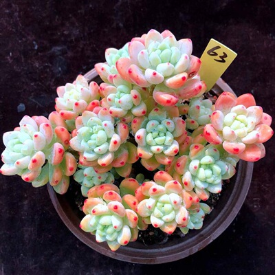 罗琦劳尔奶酪老桩大颗新手好养多肉稀有品种名贵多肉植物室内盆栽