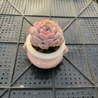 Thumb Succulent Premium, rare and precious, mini potted plant with succulent plant, small old stem green plant thumbnail 6