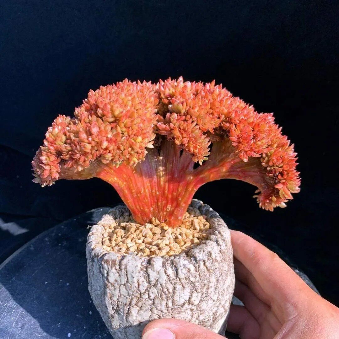 糖果朵朵缀化稀有新品大板子多肉植物一物一拍绿植花卉韩货贵货