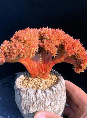 糖果朵朵缀化稀有新品大板子多肉植物一物一拍绿植花卉韩货贵货