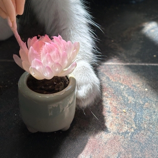 精品超萌名贵稀有拇指盆迷你盆栽带盆拇指多肉盆栽植物盆栽小老桩