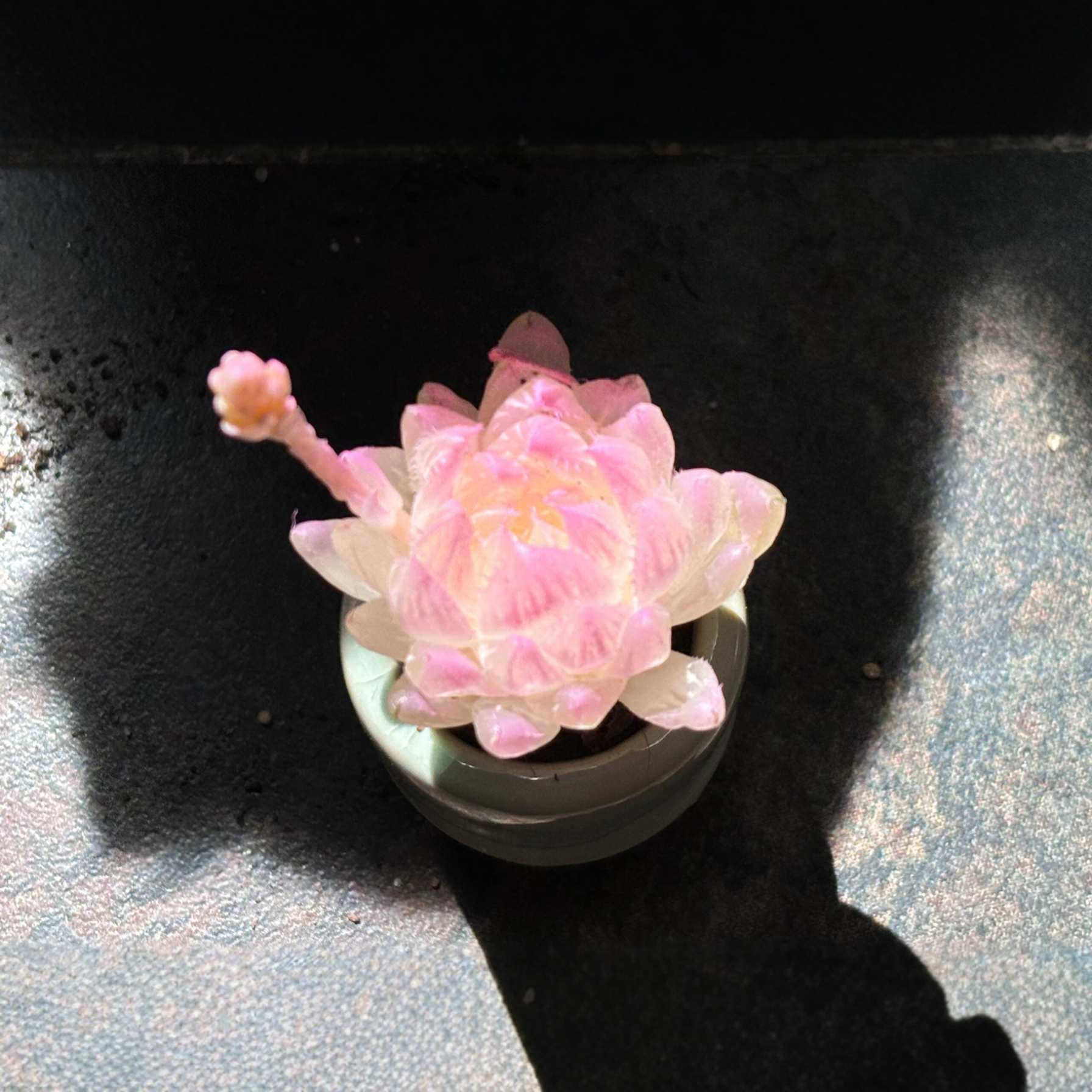 多肉小盆栽精品花卉绿植拇指盆迷你盆栽带盆名贵稀有多肉植物盆栽