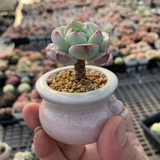 香草精品超萌名贵稀有桌面拇指盆迷你盆栽带盆多肉植物盆栽小老桩