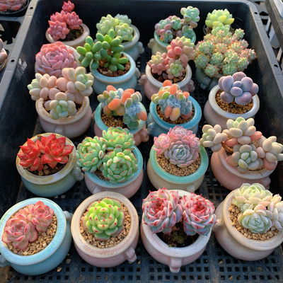 小多肉精品绿植名贵稀有拇指盆迷你盆栽带盆多肉植物室内盆栽老桩