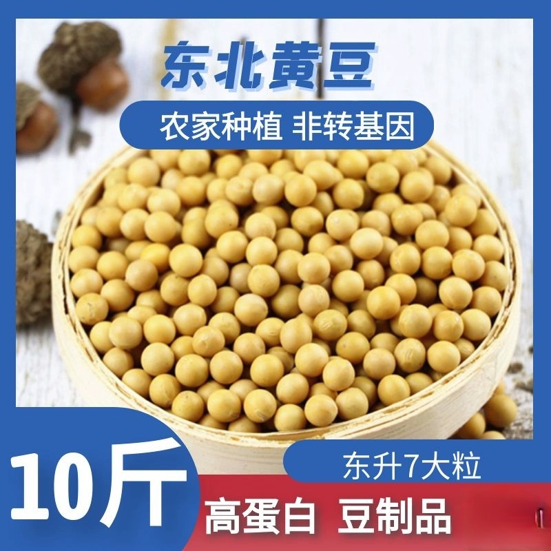 新东北新黑龙江大粒大豆黄豆农家自种生豆芽打豆浆10斤豆浆豆芽