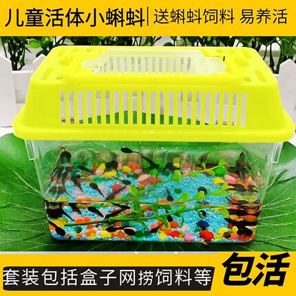 小蝌蚪水族宠物套装青蛙类颗粒饲料幼儿园观察蝌蚪活物活体幼苗