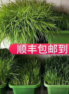 南宫特产黄韭盆景韭菜盆栽蔬菜
