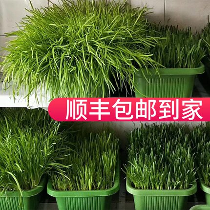 南宫特产黄韭盆景韭菜根盆栽苗阳台客厅庭院无公害蔬菜礼品盒套餐