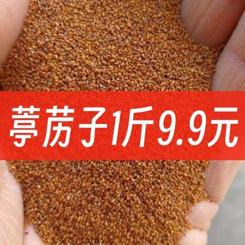 葶苈子500g克 包邮中药材葶苈子正品亭力子葶苈籽干净新货