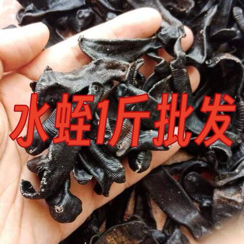 中药材清水水蛭 蚂蝗干 晒干大水蛭 小水蛭中条水蛭1斤