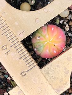 [兜锦]实生苗兜锦超兜V兜龟甲兜海星兜花园兜紫皮兜实生星一物一