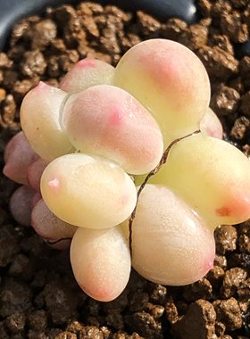 韩国萌芽青苹果正版樱桃多肉植物