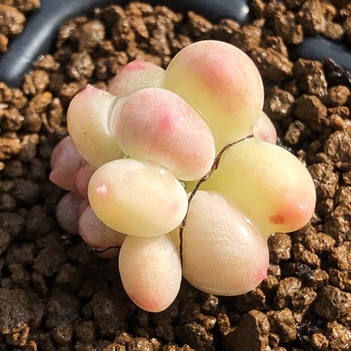 韩国萌芽青苹果正版樱桃多肉植物
