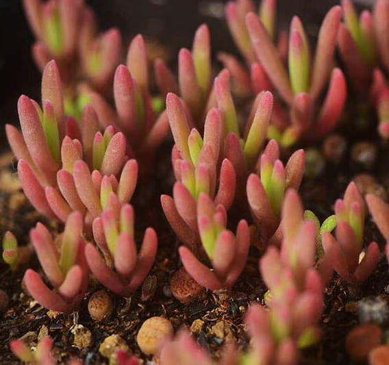 进口多肉 块根 冰花 小苗 种子 1.6554 新手播种练手