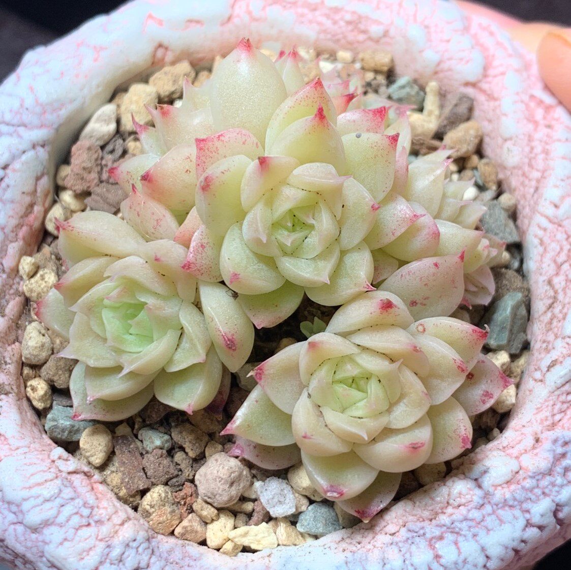 「白底麦秆」多肉贵货叶片叶插稀有韩国新品进口基因控养正版暗纹