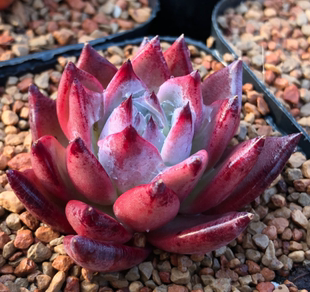 「布兰迪sp」多肉叶片叶插贵货稀有韩国进口基因控养正版叶子