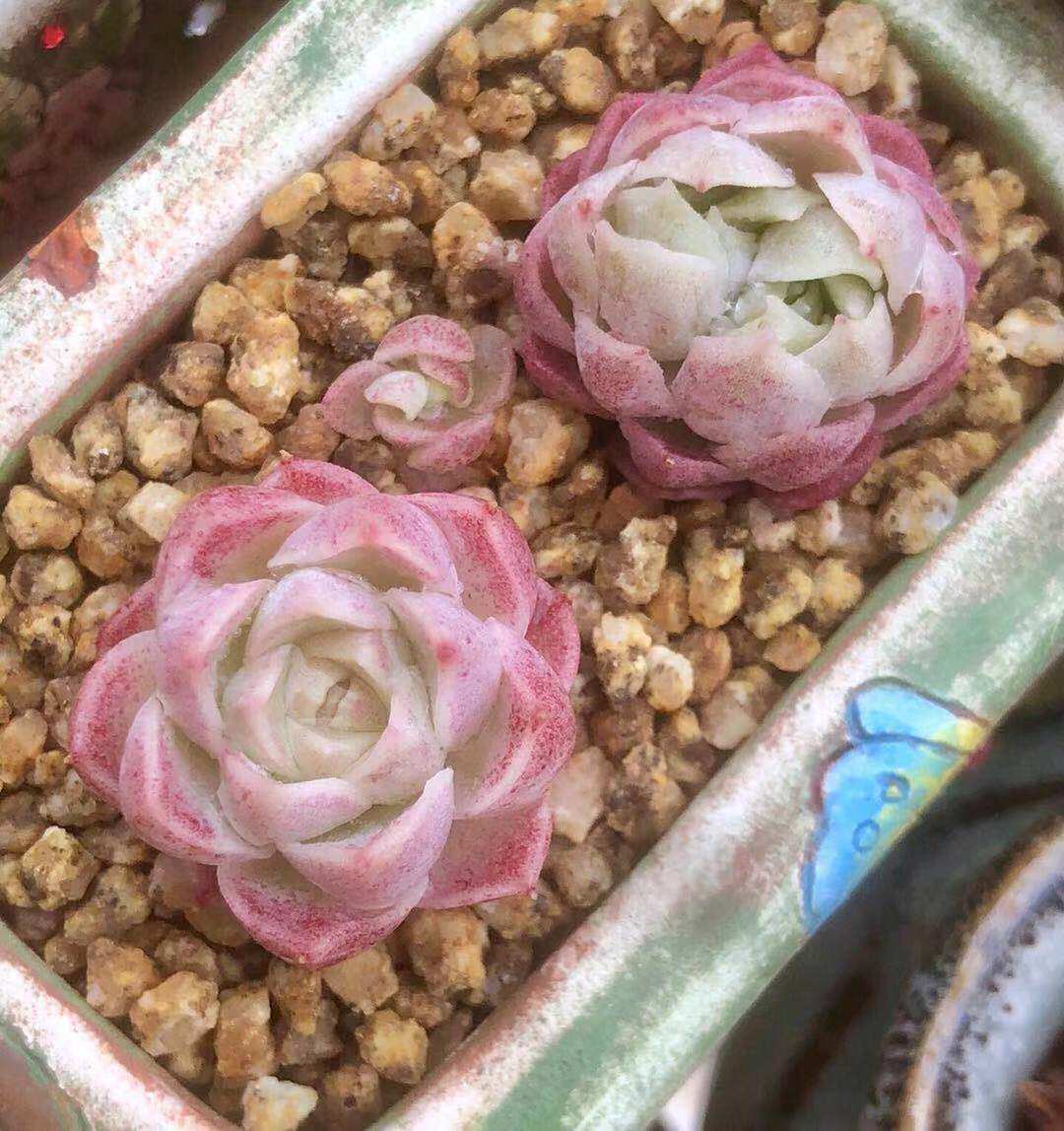 「奶油玫瑰」多肉叶片叶插贵货稀有韩国进口基因控养正版叶子