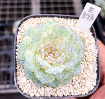 「雪颜」多肉叶片叶插贵货稀有韩国杂交进口基因控养正版叶