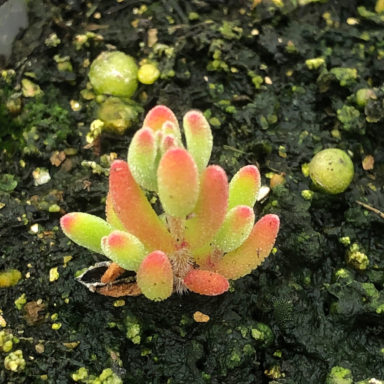 「枝干番杏」多肉贵货晶莹剔透